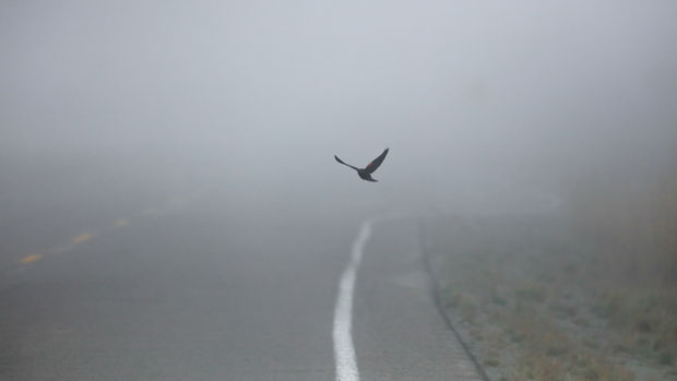 LET THEM FLY